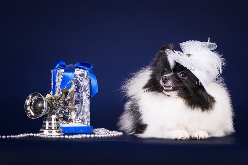 Black and White Dog — Blue, Festive