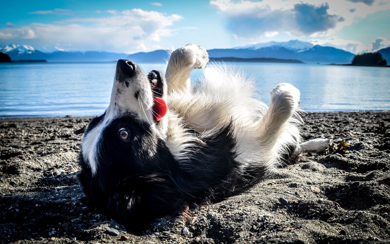 Black and White Dog — Blue, Playful