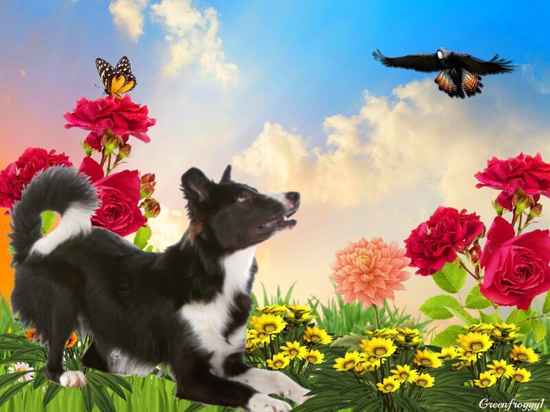 Black and White Dog — Blue, Serene, Afternoon