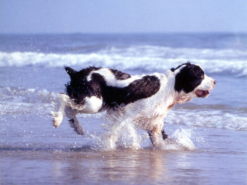 Black and White Dog — Blue