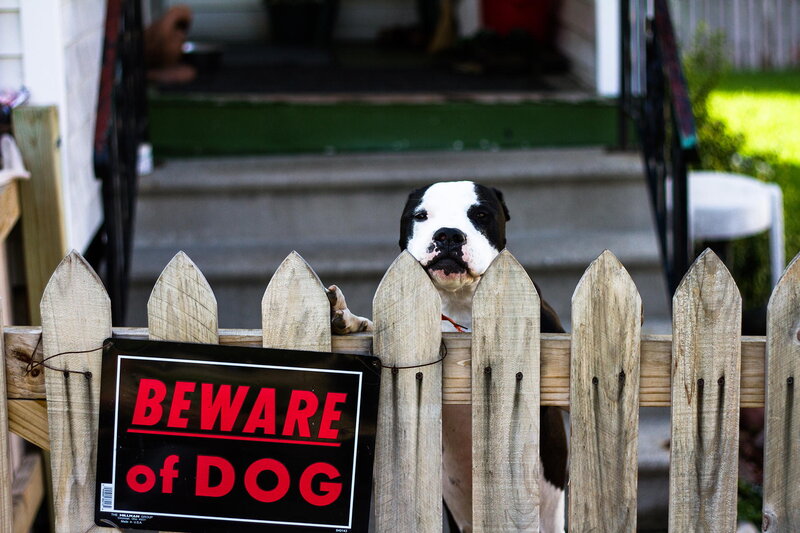 Black and White Dog — Brown, Alert