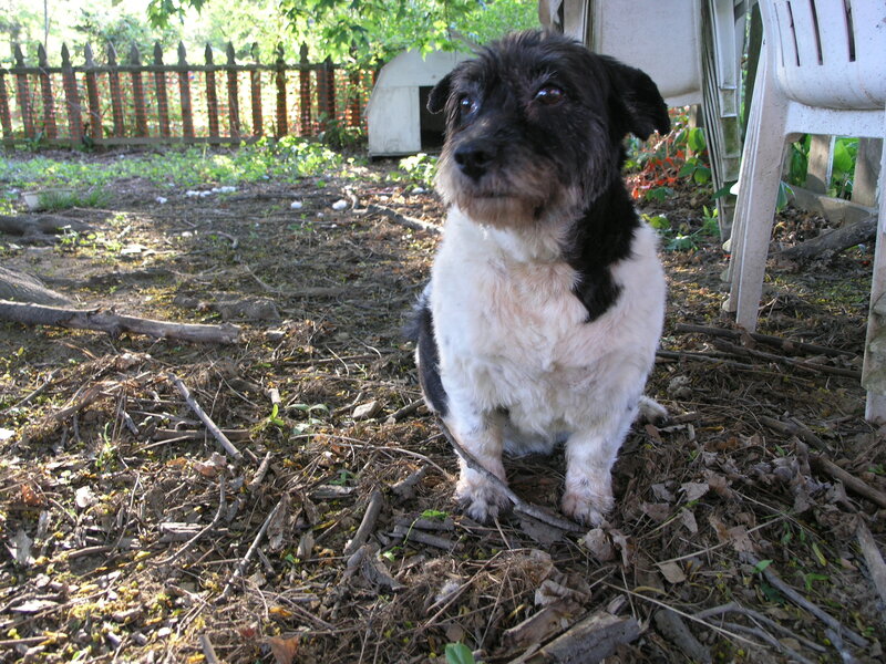 Black and White Dog — Brown, Calm, Afternoon