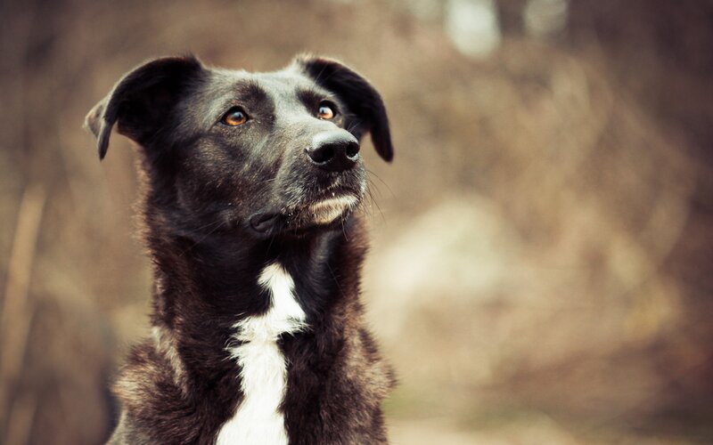 Black and White Dog — Brown, Calm, Autumn, Photograph