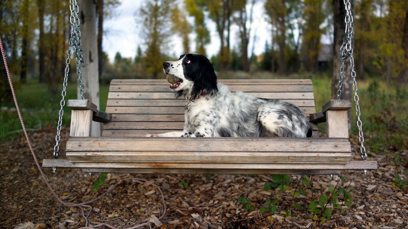 Black and White Dog — Brown, Calm, Autumn