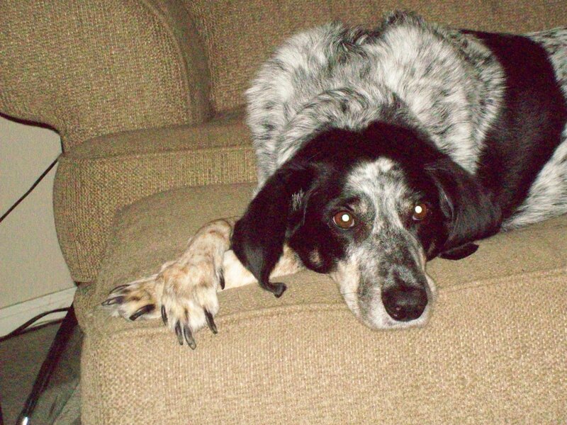 Black and White Dog — Brown, Calm, Photograph, Couch