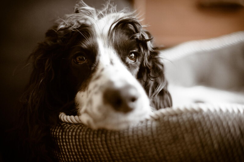 Black and White Dog — Brown, Calm, Photograph, Dog Bed