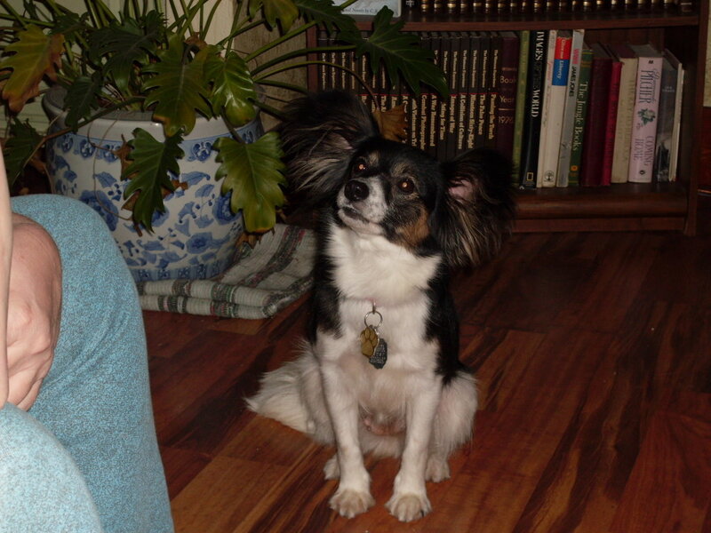 Black and White Dog — Brown, Calm, Photograph