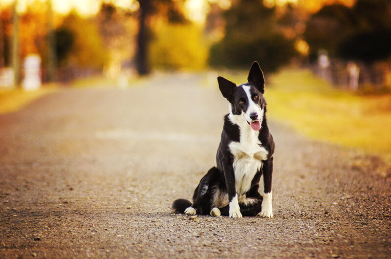 Black and White Dog — Brown, Calm, Sunset, Photograph