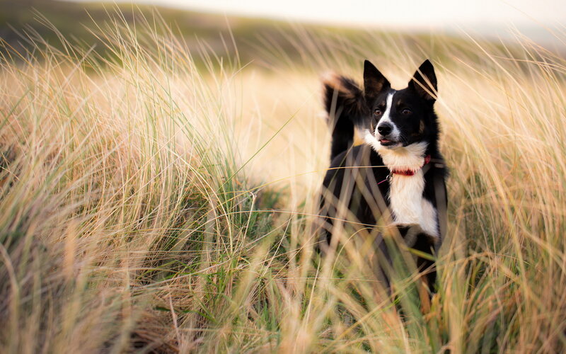Black and White Dog — Brown, Calm, Sunset