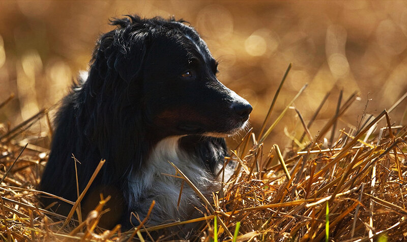 Black and White Dog — Brown, Calm