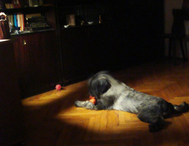 Black and White Dog — Brown, Dim