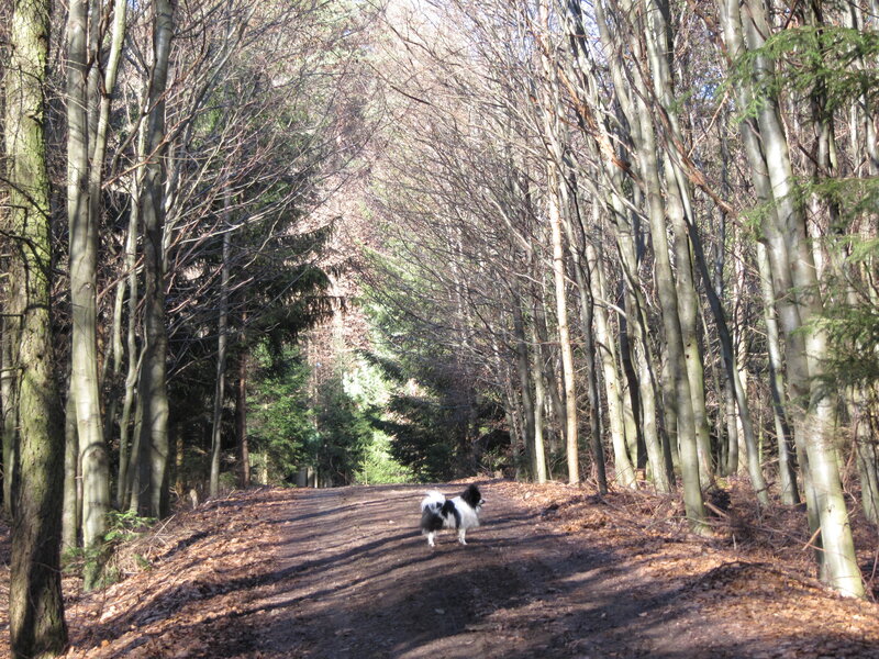 Black and White Dog — Brown, Serene