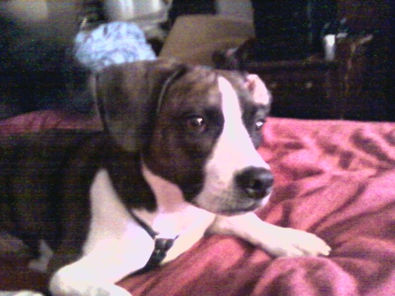 Black and White Dog — Brown