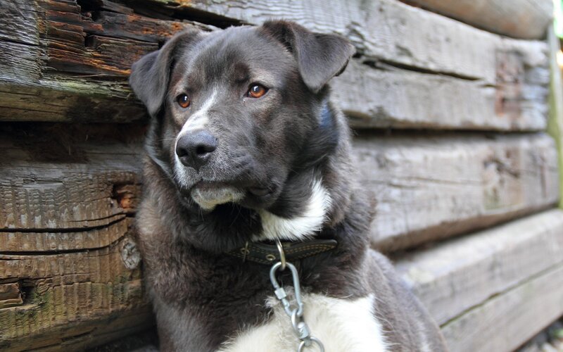 black and white dog by wooden wall