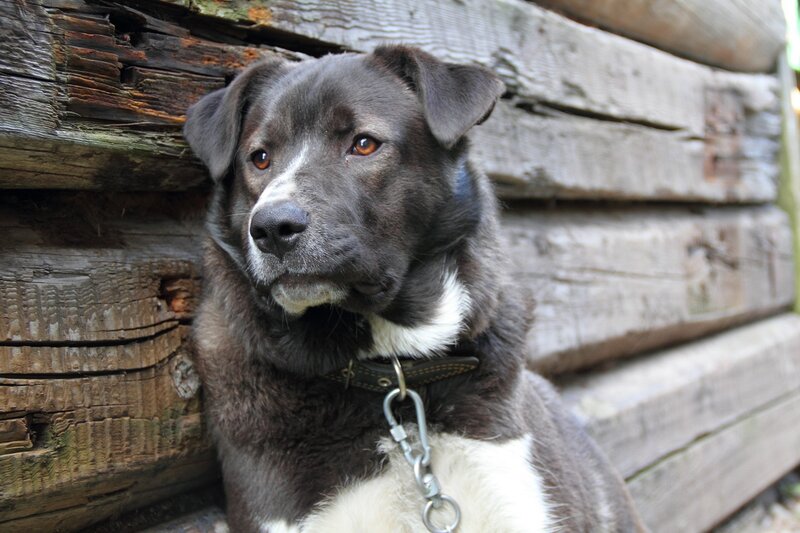 black and white dog by wooden wall