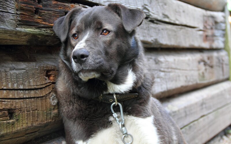 black and white dog by wooden wall