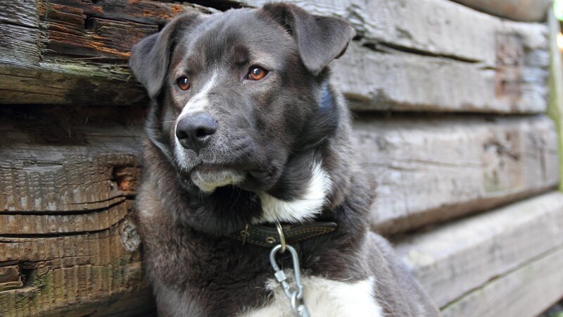 black and white dog by wooden wall