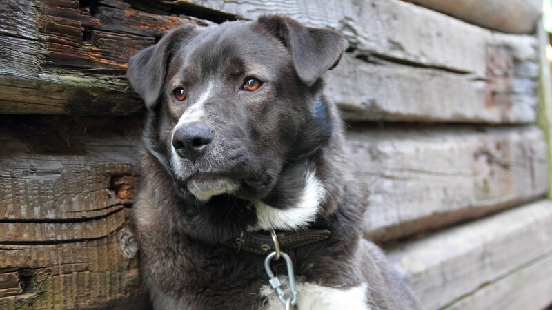 black and white dog by wooden wall