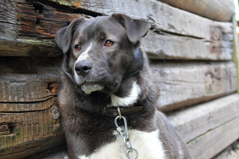 black and white dog by wooden wall