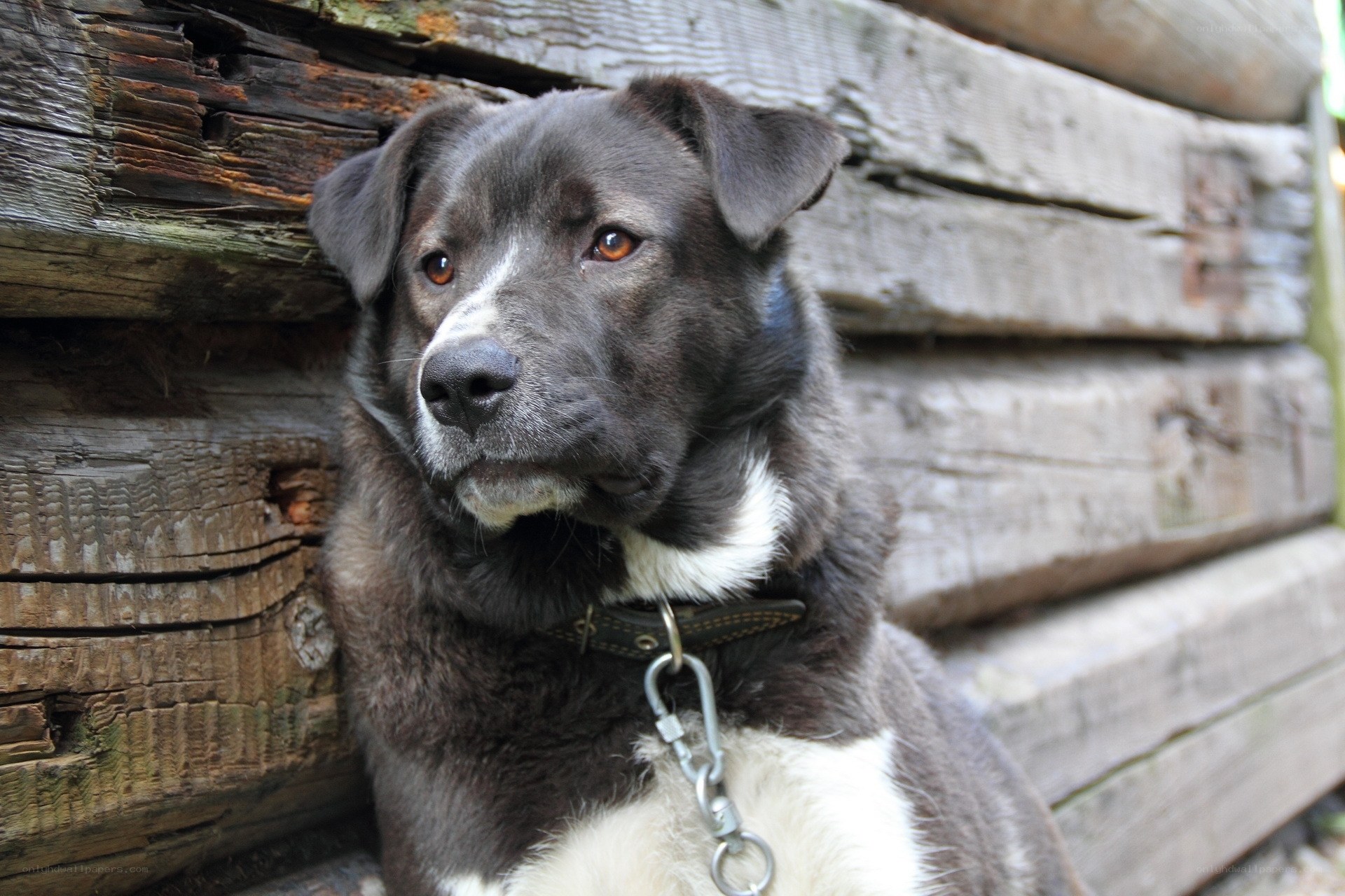 black and white dog by wooden wall