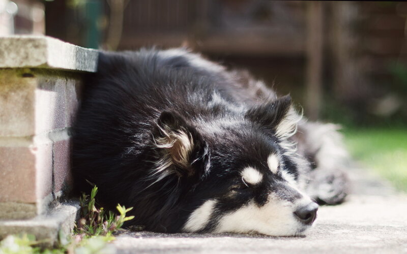 Black and White Dog — Calm, Afternoon, Photograph, Brick Wall