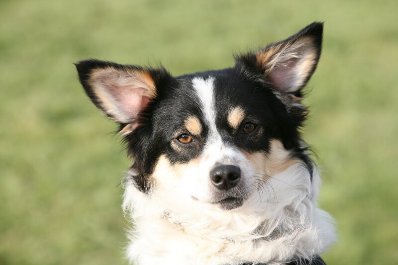 Black and White Dog — Calm, Afternoon, Photograph, Ears, Eyes, Grass