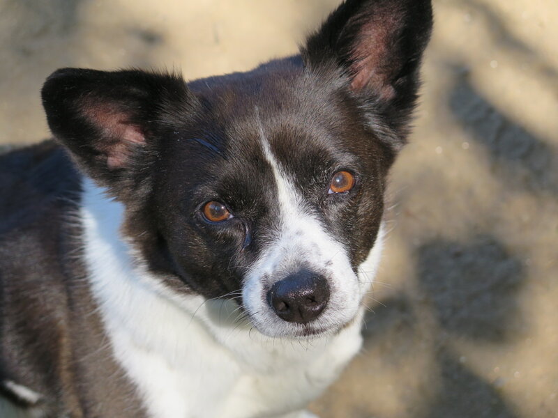 Black and White Dog — Calm, Afternoon, Photograph, Ears, Eyes