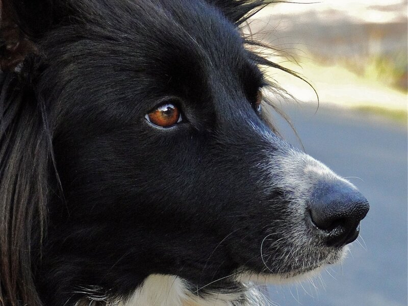 Black and White Dog — Calm, Afternoon, Photograph, Eye, Nose