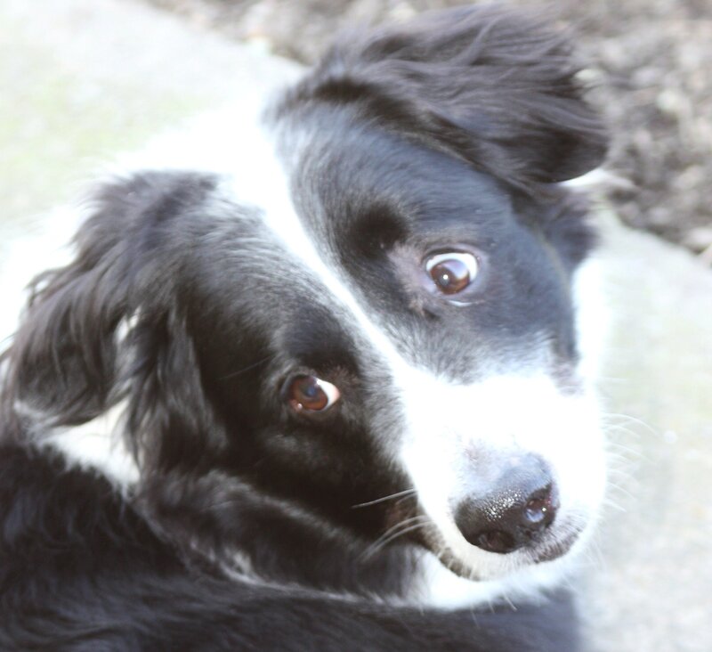 Black and White Dog — Calm, Afternoon, Photograph, Eyes
