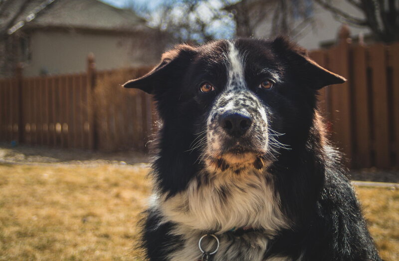 Black and White Dog — Calm, Afternoon, Photograph, Fence