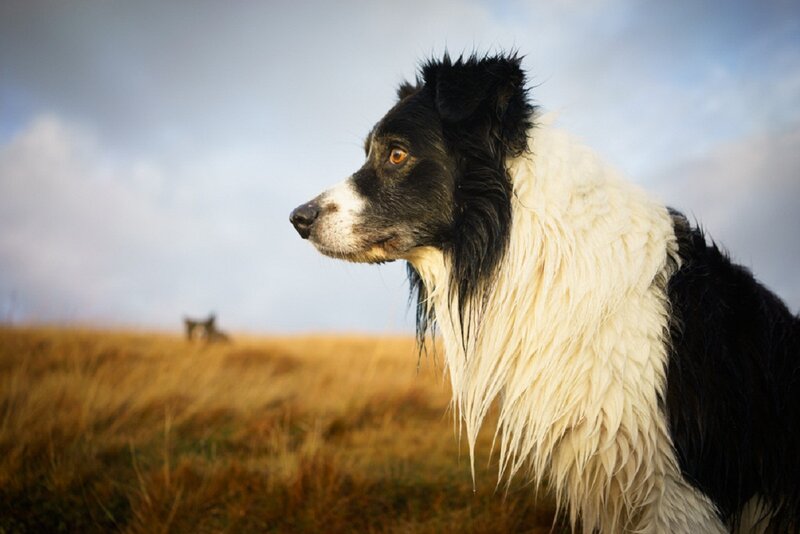 Black and White Dog — Calm, Afternoon, Photograph, Grass Field