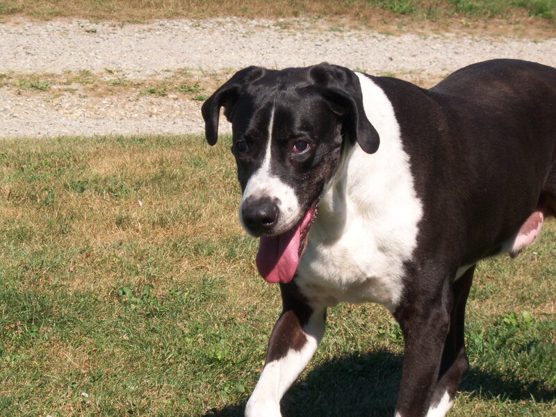 Black and White Dog — Calm, Afternoon, Photograph, Grass, Gravel Path