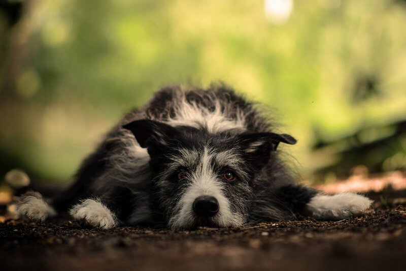 Black and White Dog — Calm, Afternoon, Photograph, Ground