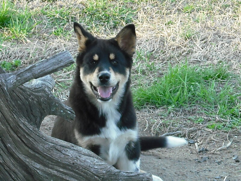 Black and White Dog — Calm, Afternoon, Photograph, Log