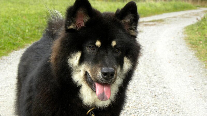 Black and White Dog — Calm, Afternoon, Photograph, Path