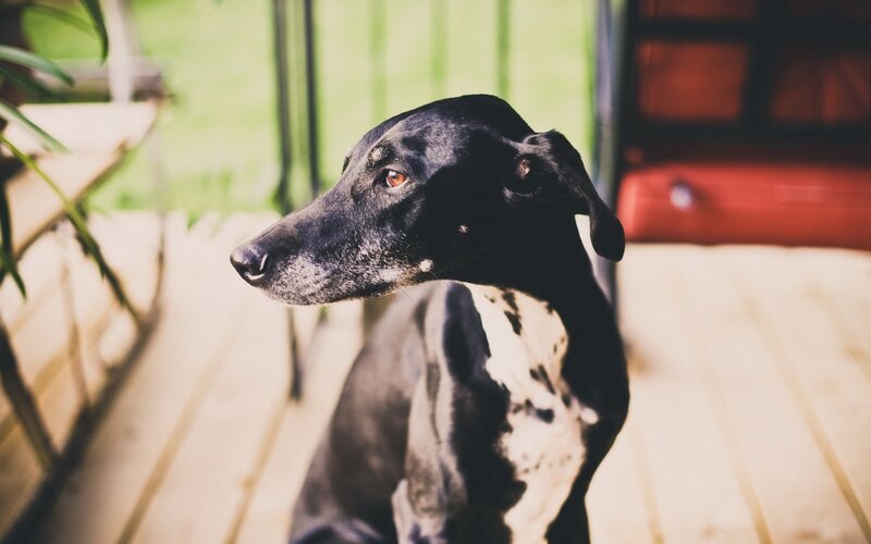 Black and White Dog — Calm, Afternoon, Photograph, Wooden Deck