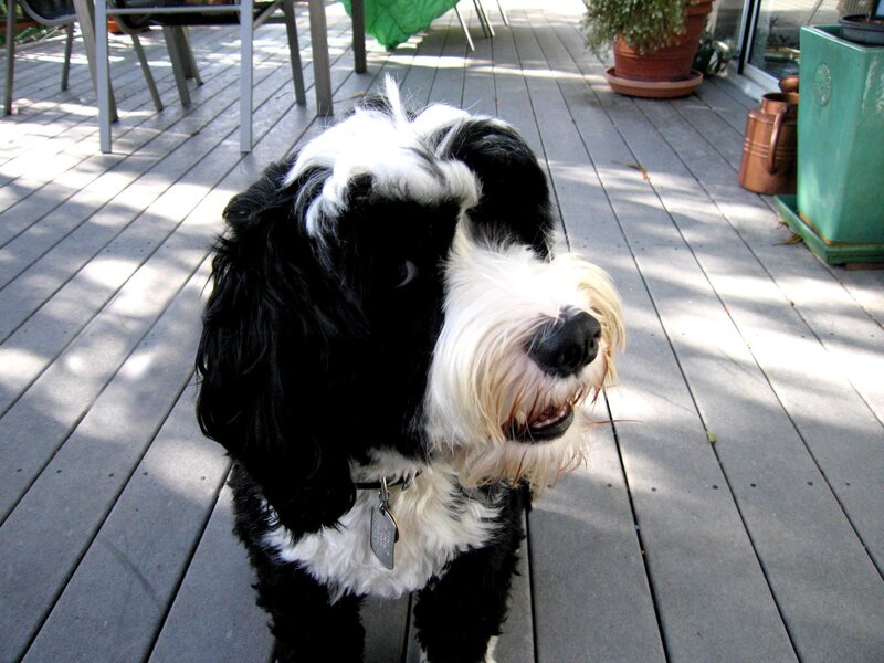 Black and White Dog — Calm, Afternoon