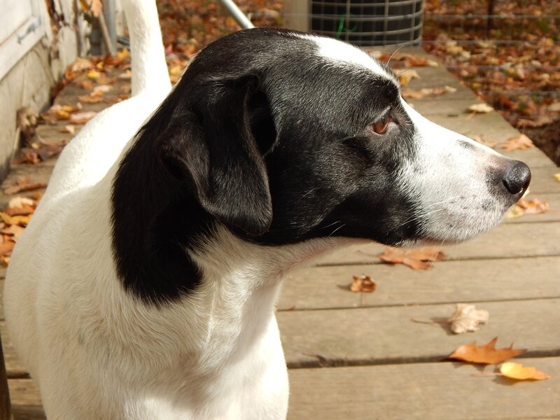 Black and White Dog — Calm, Autumn, Photograph, Deck