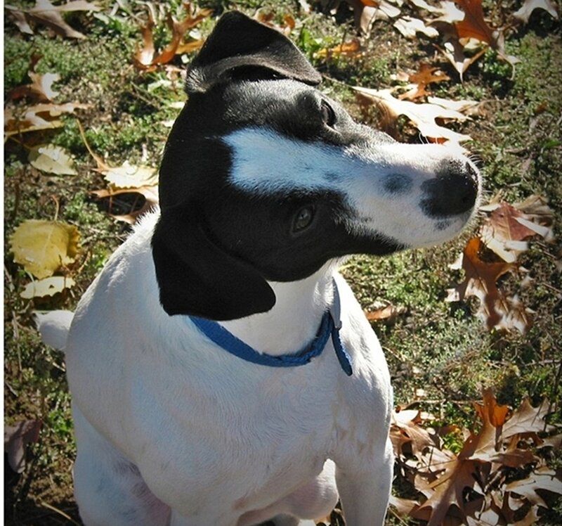 Black and White Dog — Calm, Autumn, Photograph, Leaves