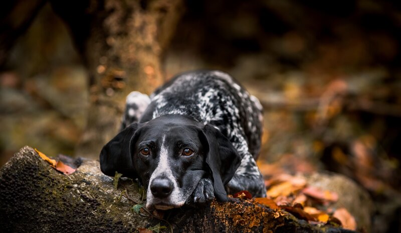 Black and White Dog — Calm, Autumn, Photograph, Rock