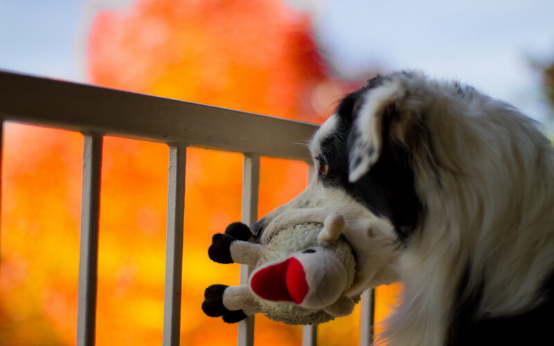 Black and White Dog — Calm, Autumn