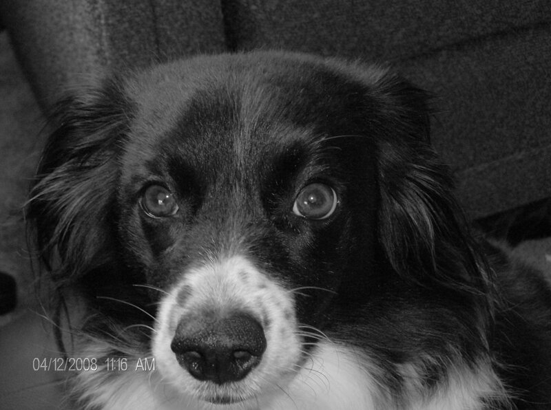 Black and White Dog — Calm, Morning, Photograph, Couch