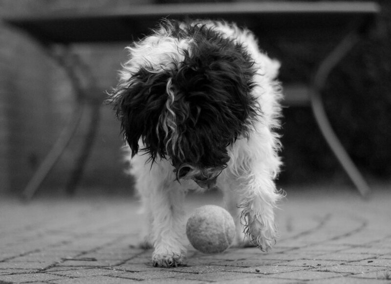 Black and White Dog — Calm, Photograph, Ball