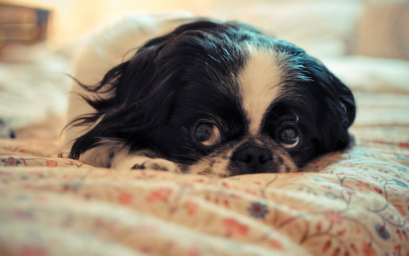 Black and White Dog — Calm, Photograph, Bed