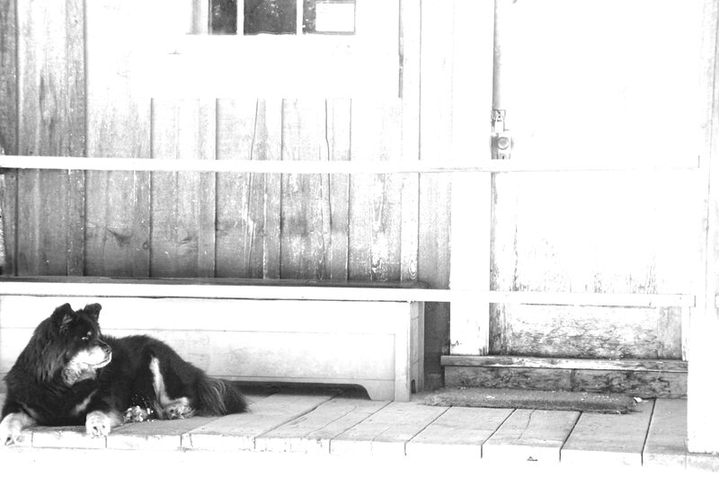 Black and White Dog — Calm, Photograph, Bench