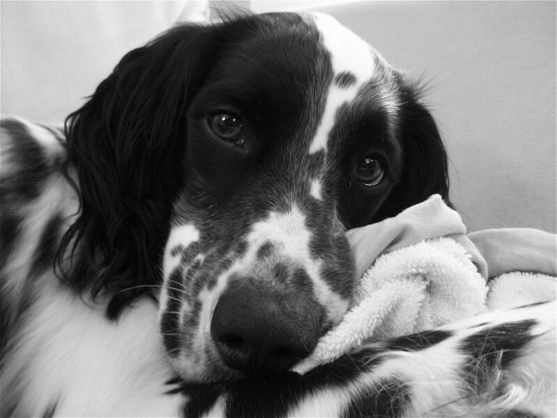 Black and White Dog — Calm, Photograph, Blanket