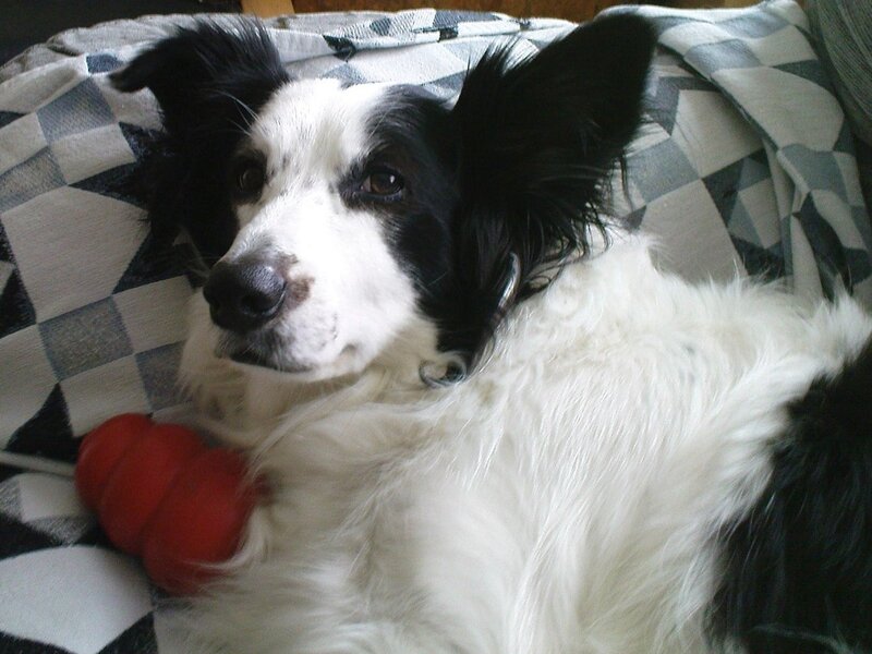 Black and White Dog — Calm, Photograph, Blanket, Toy