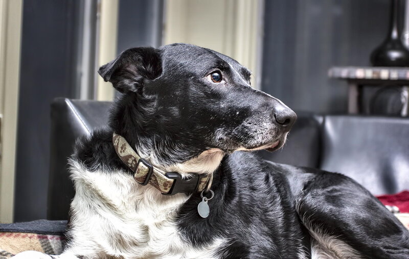 Black and White Dog — Calm, Photograph, Collar, Couch
