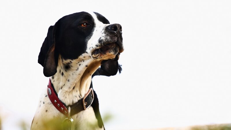 Black and White Dog — Calm, Photograph, Collar, Sky