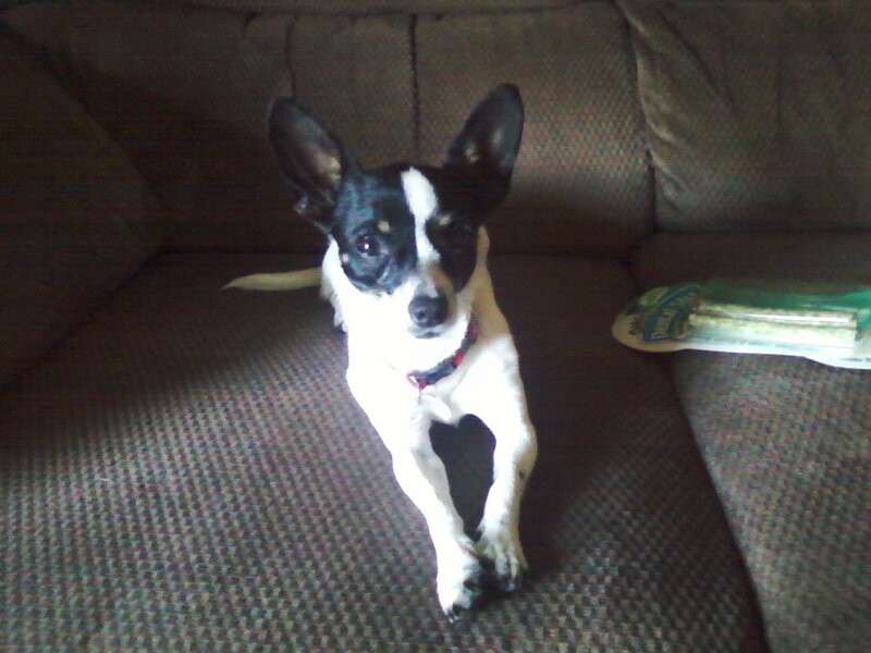Black and White Dog — Calm, Photograph, Couch
